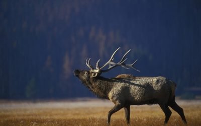 Getting Started with Elk Calling